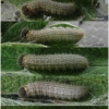 musch cribrellum larva5 volg